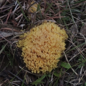 Ramaria sp. at Bungendore, NSW - 10 Jul 2021