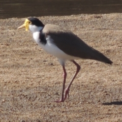 Vanellus miles (Masked Lapwing) at Tharwa, ACT - 21 Aug 2021 by michaelb