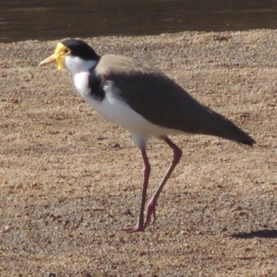 Vanellus miles (Masked Lapwing) at Point Hut to Tharwa - 21 Aug 2021 by michaelb