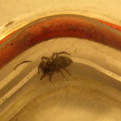 Maratus griseus (Jumping spider) at McKellar, ACT - 28 Aug 2021 by Amata