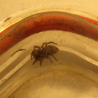 Maratus griseus (Jumping spider) at McKellar, ACT - 28 Aug 2021 by Amata