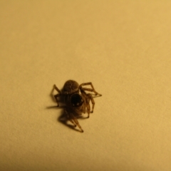 Maratus griseus at McKellar, ACT - suppressed