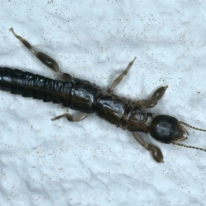 Metoligotoma sp. (genus) at Ainslie, ACT - 25 Aug 2021 08:57 PM