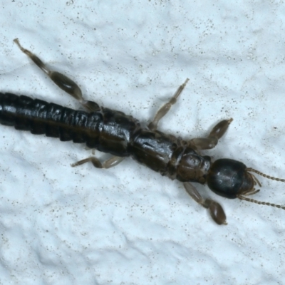 Metoligotoma sp. (genus) (Webspinner) at Ainslie, ACT - 25 Aug 2021 by jb2602