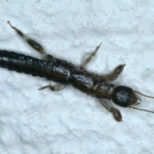 Metoligotoma sp. (genus) at Ainslie, ACT - 25 Aug 2021