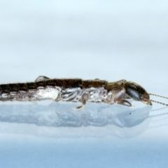 Metoligotoma sp. (genus) at Ainslie, ACT - 25 Aug 2021 08:57 PM