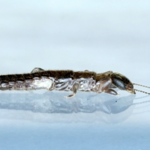 Metoligotoma sp. (genus) at Ainslie, ACT - 25 Aug 2021