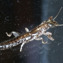 Metoligotoma sp. (genus) at Ainslie, ACT - 25 Aug 2021