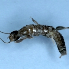 Metoligotoma sp. (genus) at Ainslie, ACT - 25 Aug 2021 08:57 PM