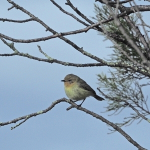 Acanthiza nana at Holt, ACT - 29 Aug 2021