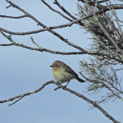 Acanthiza nana (Yellow Thornbill) at Holt, ACT - 28 Aug 2021 by wombey