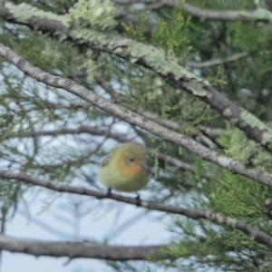 Acanthiza nana at Holt, ACT - 29 Aug 2021