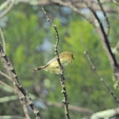 Acanthiza nana at Holt, ACT - 29 Aug 2021