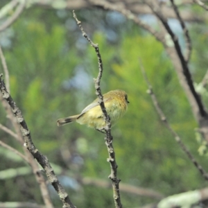 Acanthiza nana at Holt, ACT - 29 Aug 2021