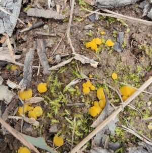 Phaeohelotium (Discinella terrestris aggregate) at Molonglo Valley, ACT - 19 Jul 2021