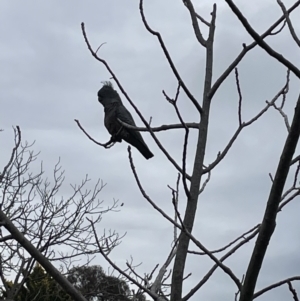 Callocephalon fimbriatum at Narrabundah, ACT - suppressed