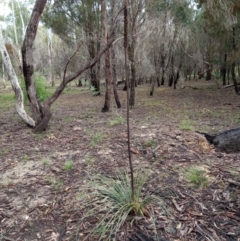 Xanthorrhoea concava (Grass Tree) at Corang, NSW - 29 Aug 2021 by LeonieWood