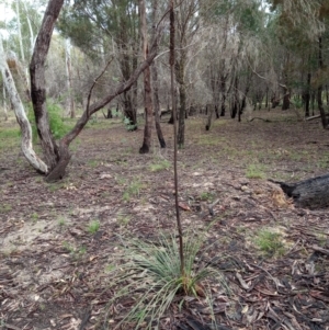 Xanthorrhoea concava at Corang, NSW - 29 Aug 2021