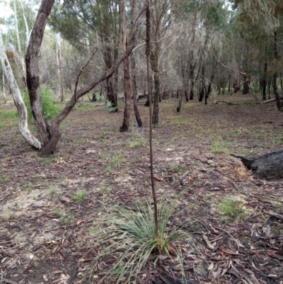 Xanthorrhoea concava (Grass Tree) at Corang, NSW - 29 Aug 2021 by LeonieWood