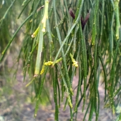 Exocarpos cupressiformis (Cherry Ballart) at Corang, NSW - 29 Aug 2021 by LeonieWood