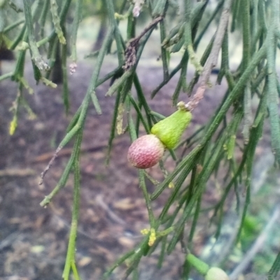 Exocarpos cupressiformis (Cherry Ballart) at Corang, NSW - 29 Aug 2021 by LeonieWood