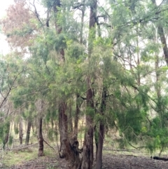 Exocarpos cupressiformis (Cherry Ballart) at QPRC LGA - 28 Aug 2021 by LeonieWood