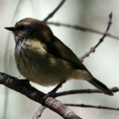 Acanthiza lineata (Striated Thornbill) at Springdale Heights, NSW - 26 Aug 2021 by PaulF