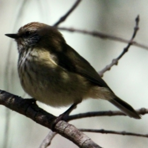 Acanthiza lineata at Springdale Heights, NSW - 26 Aug 2021