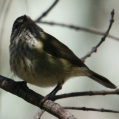 Acanthiza lineata at Springdale Heights, NSW - 26 Aug 2021