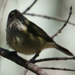 Acanthiza lineata at Springdale Heights, NSW - 26 Aug 2021