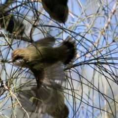 Acanthiza lineata at Springdale Heights, NSW - 26 Aug 2021