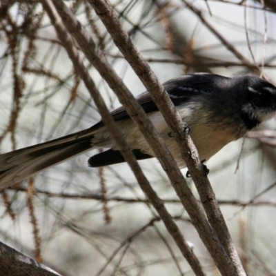 Rhipidura albiscapa (Grey Fantail) at Albury - 26 Aug 2021 by PaulF