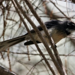 Rhipidura albiscapa (Grey Fantail) at Springdale Heights, NSW - 26 Aug 2021 by PaulF