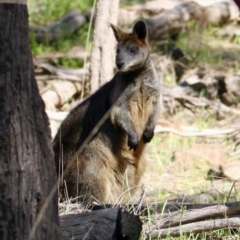Wallabia bicolor (Swamp Wallaby) at Springdale Heights, NSW - 26 Aug 2021 by PaulF