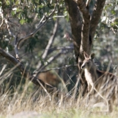Macropus giganteus (Eastern Grey Kangaroo) at Red Light Hill Reserve - 26 Aug 2021 by PaulF