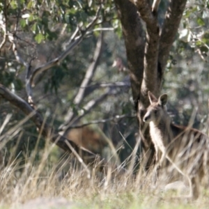 Macropus giganteus at Springdale Heights, NSW - 26 Aug 2021