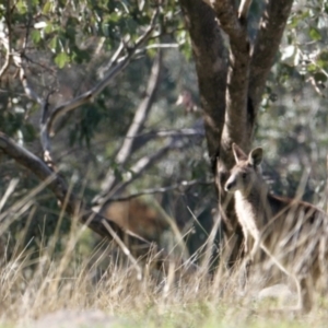 Macropus giganteus at Springdale Heights, NSW - 26 Aug 2021 02:03 PM