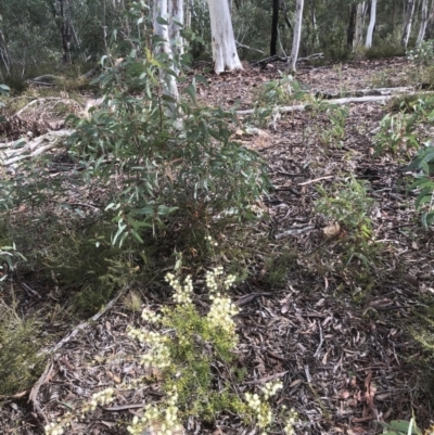 Acacia ulicifolia (Prickly Moses) at Bruce Ridge to Gossan Hill - 8 May 2021 by goyenjudy