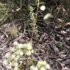 Acacia ulicifolia at Bruce, ACT - 8 May 2021