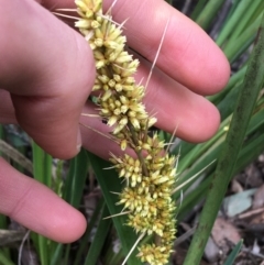 Lomandra longifolia (Spiny-headed Mat-rush, Honey Reed) at Downer, ACT - 28 Aug 2021 by NedJohnston