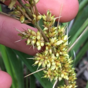 Lomandra longifolia at Downer, ACT - 28 Aug 2021 11:22 AM