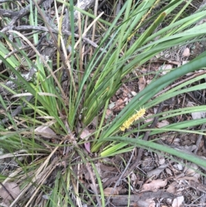 Lomandra longifolia at Downer, ACT - 28 Aug 2021