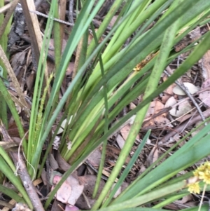 Lomandra longifolia at Downer, ACT - 28 Aug 2021 11:22 AM