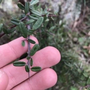 Pyracantha angustifolia at Garran, ACT - 27 Aug 2021