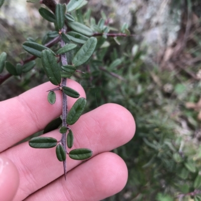 Pyracantha angustifolia (Firethorn, Orange Firethorn) at Red Hill Nature Reserve - 27 Aug 2021 by Tapirlord