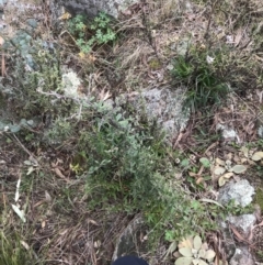Pyracantha angustifolia at Garran, ACT - 27 Aug 2021