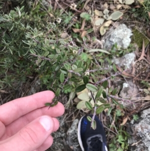 Pyracantha angustifolia at Garran, ACT - 27 Aug 2021 01:52 PM