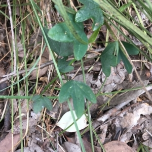 Passiflora cinnabarina at Downer, ACT - 28 Aug 2021 11:25 AM