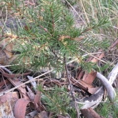 Hakea decurrens (Bushy Needlewood) at Downer, ACT - 28 Aug 2021 by NedJohnston