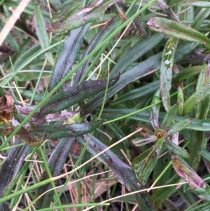 Coronidium oxylepis subsp. lanatum at Downer, ACT - 28 Aug 2021